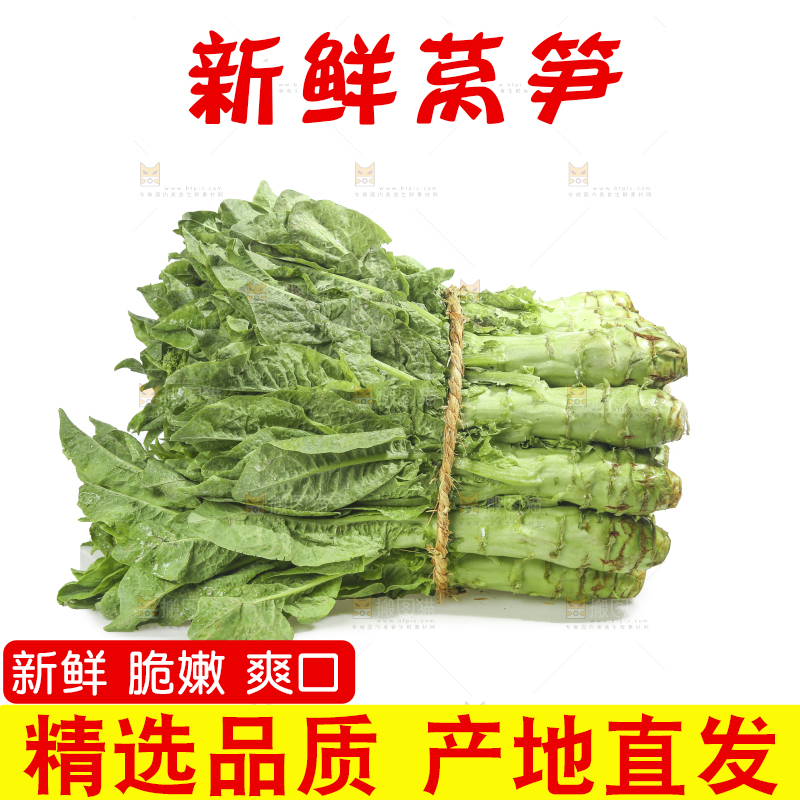 白底上的新鲜莴笋