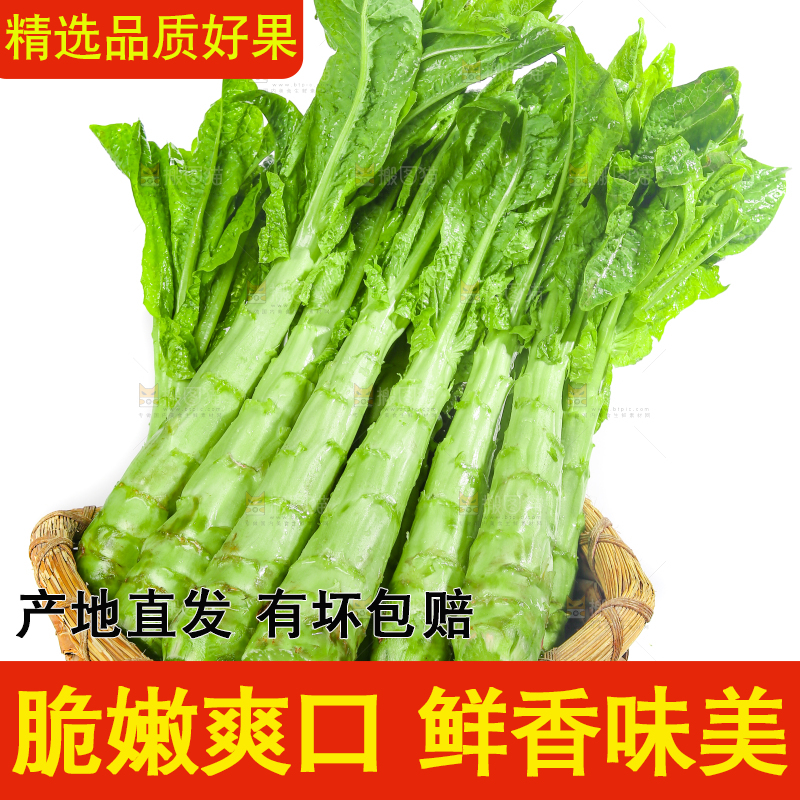白底上的新鲜莴笋