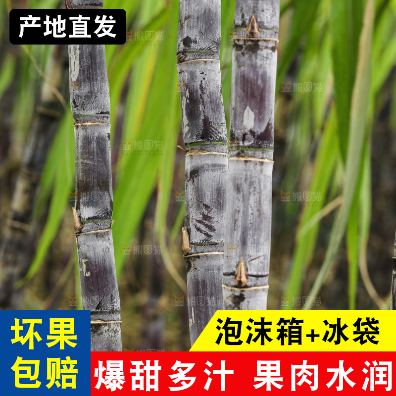地里的黑皮甘蔗