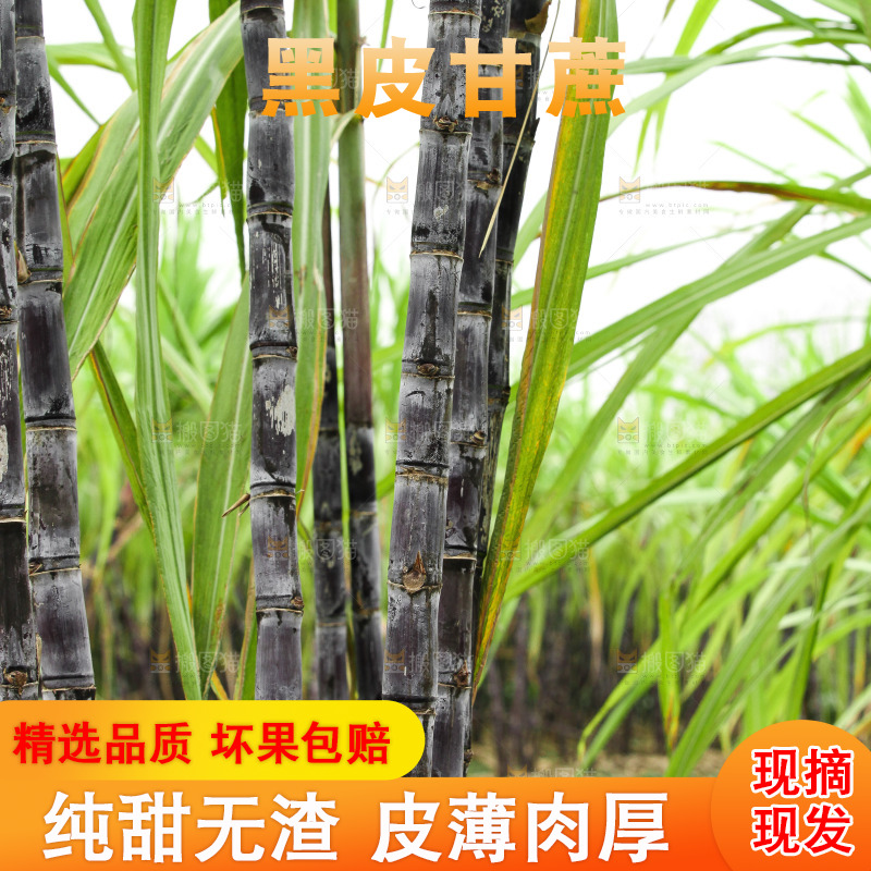 地里的黑皮甘蔗