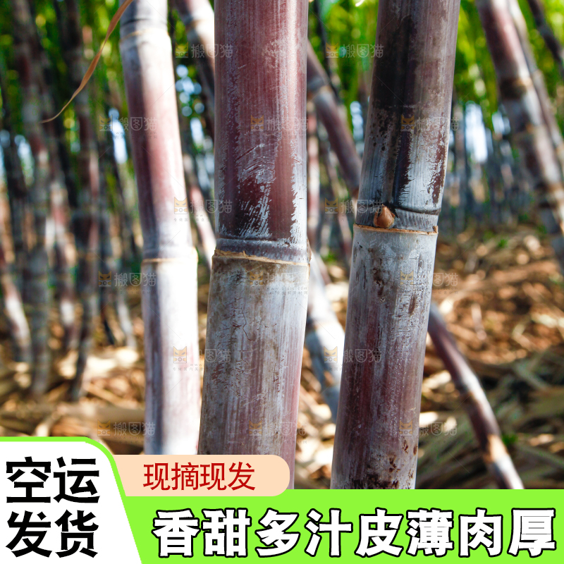 地里的黑皮甘蔗
