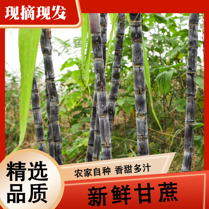 地里的黑皮甘蔗