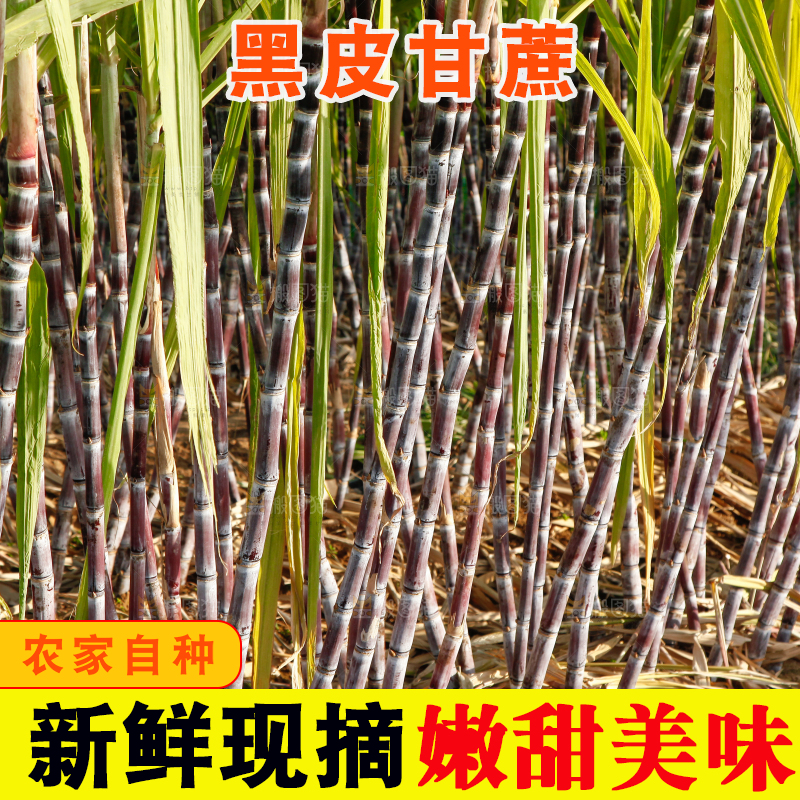 地里的黑皮甘蔗