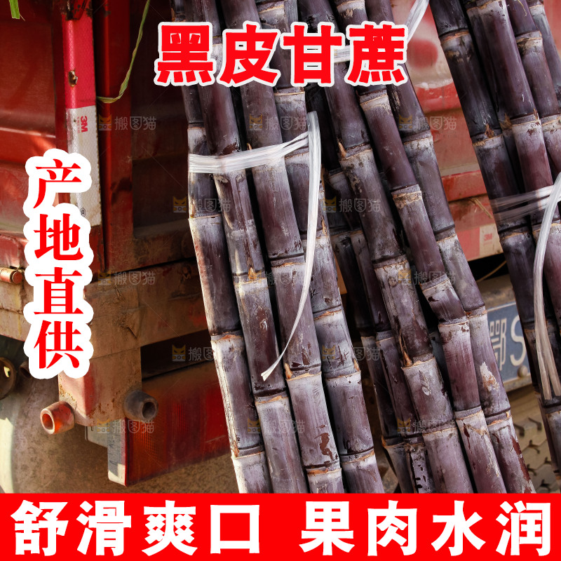 地里的黑皮甘蔗