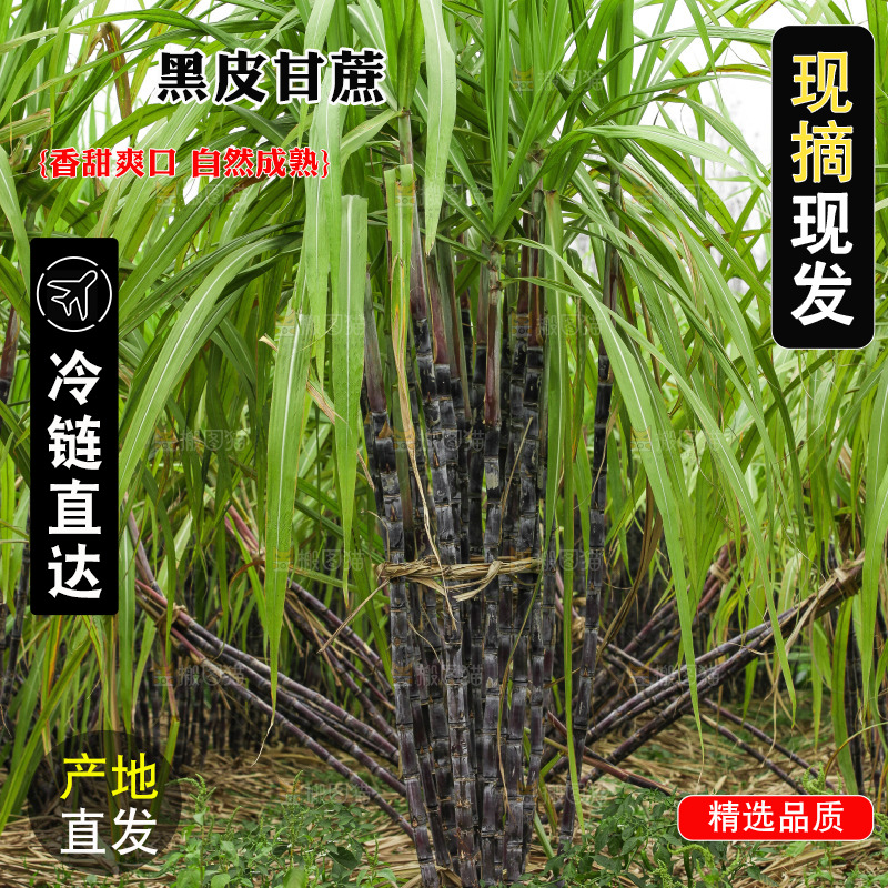 地里的黑皮甘蔗