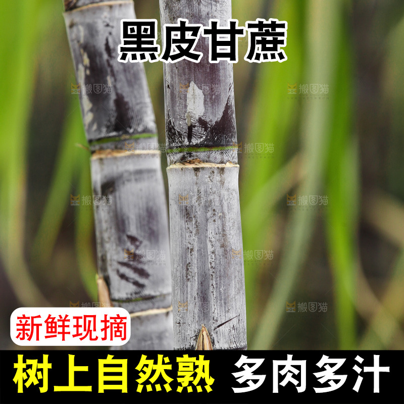 地里的黑皮甘蔗