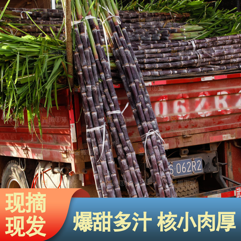 地里的黑皮甘蔗