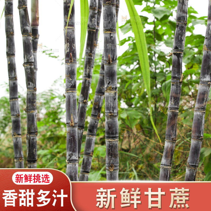地里的黑皮甘蔗