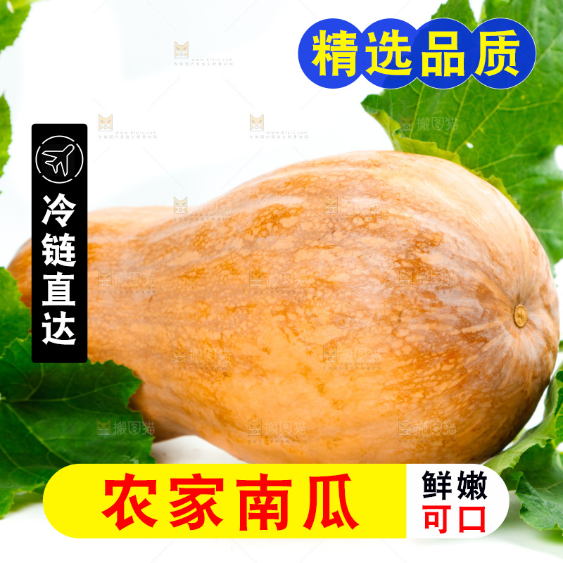 白底上的老南瓜