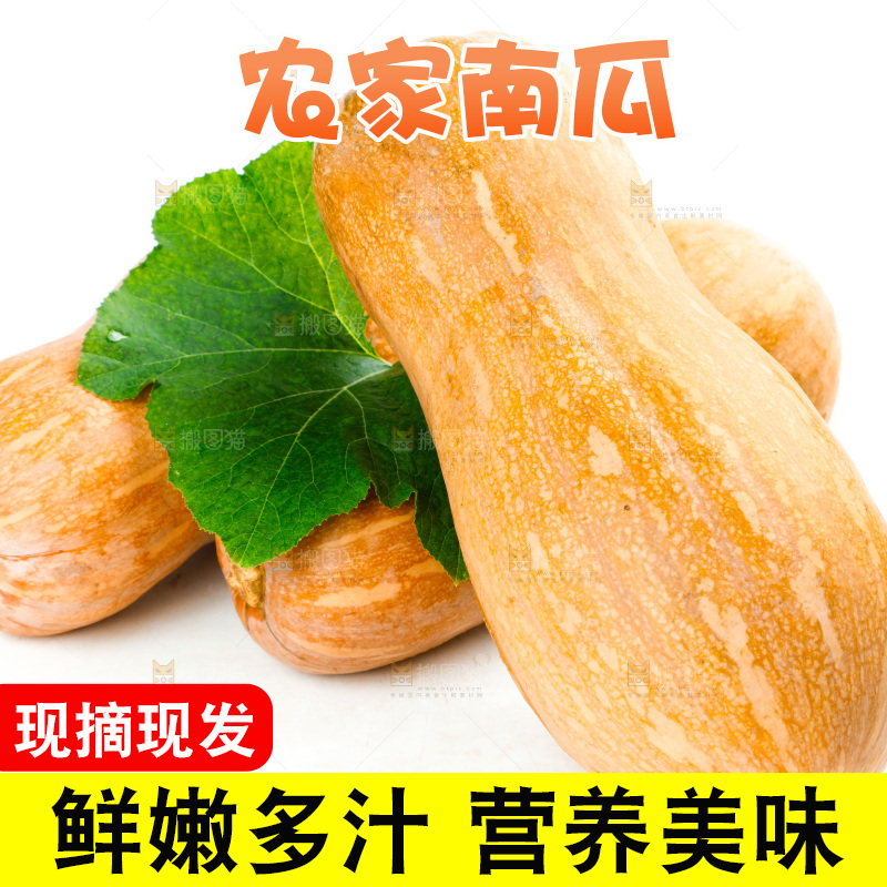 白底上的老南瓜