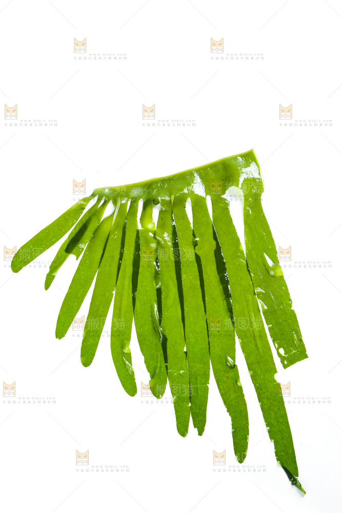 白底上的裙带菜