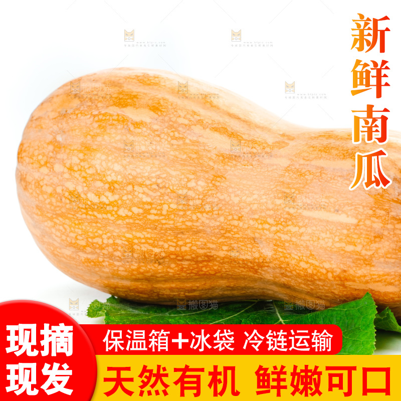 白底上的老南瓜