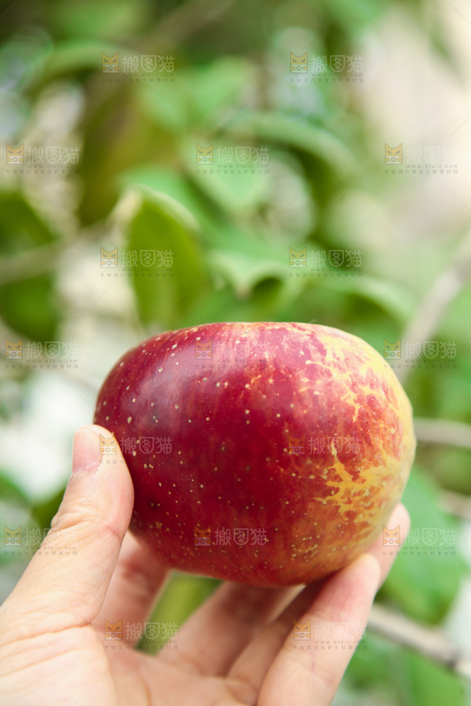 手里拿着昭通丑苹果