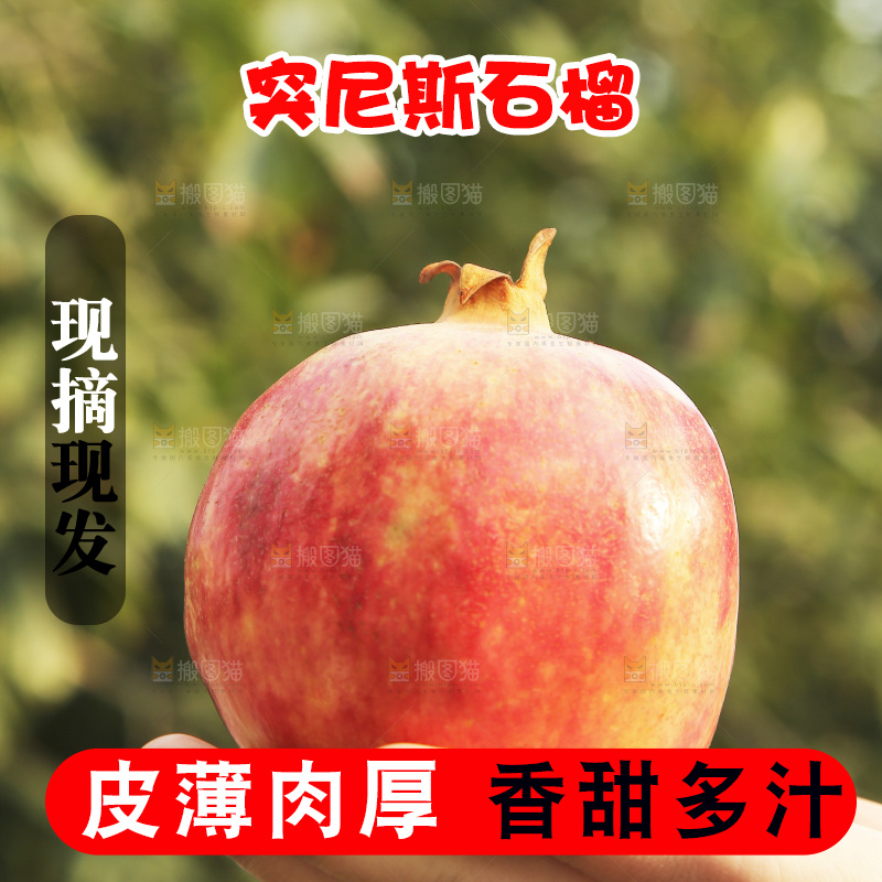 手里拿着突尼斯石榴
