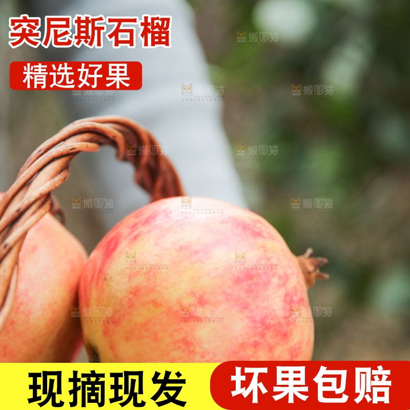 手里拿着突尼斯石榴