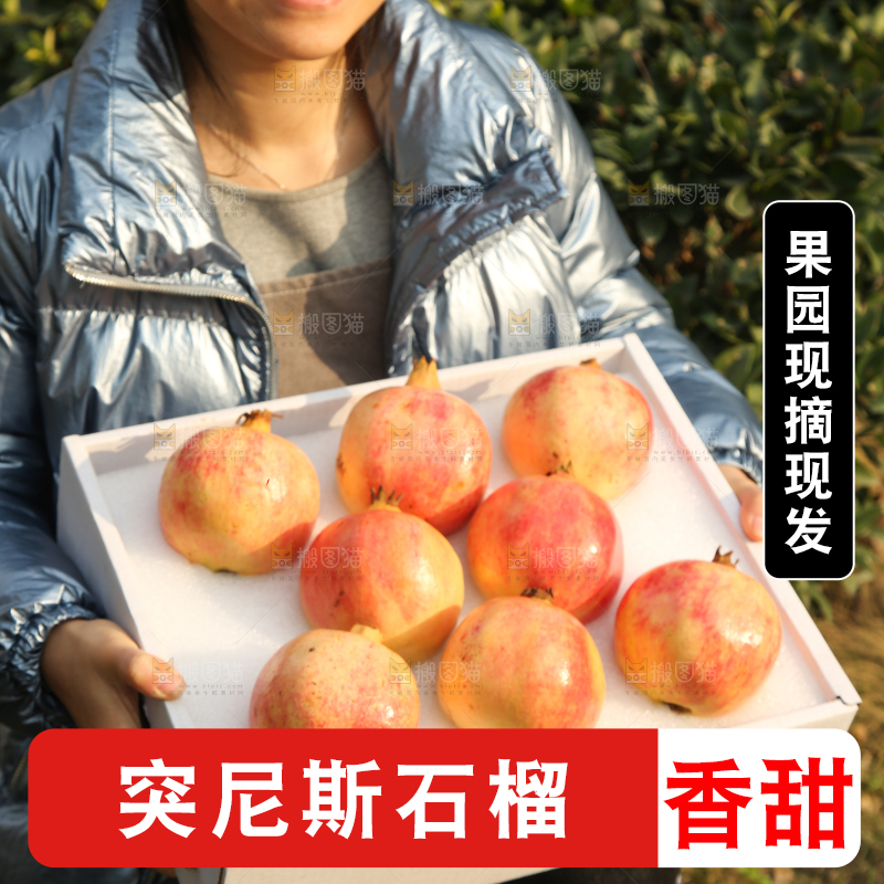 手里拿着突尼斯石榴
