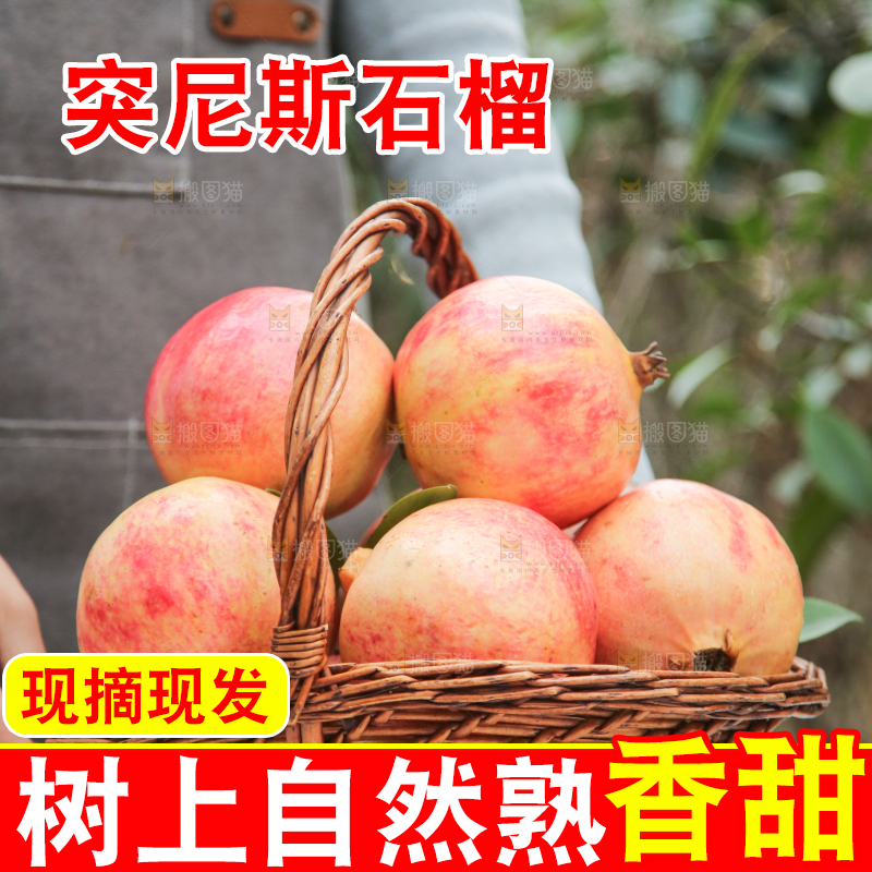 手里拿着突尼斯石榴