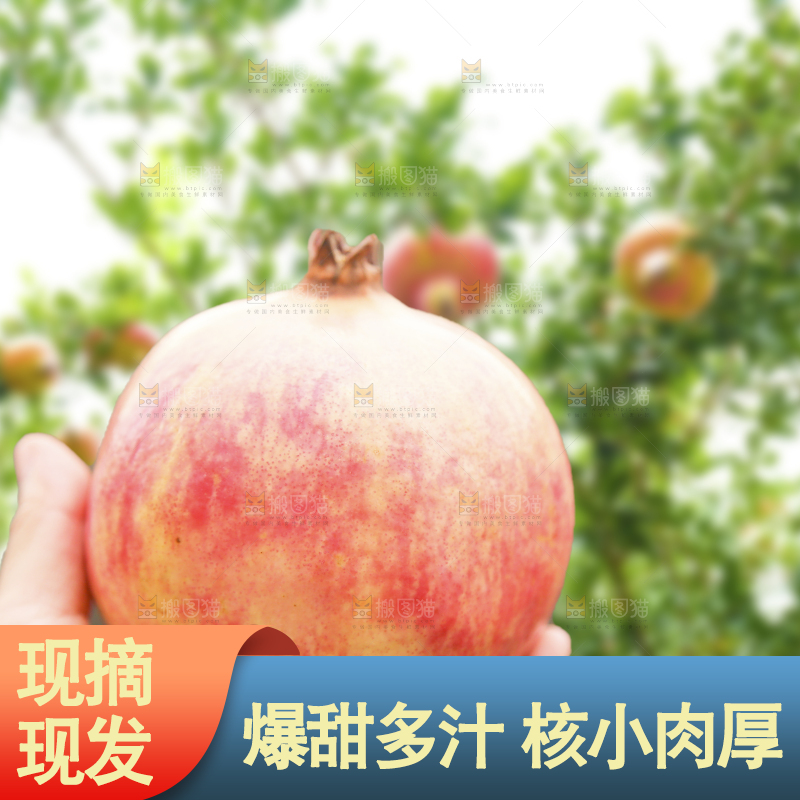 手里拿着突尼斯石榴