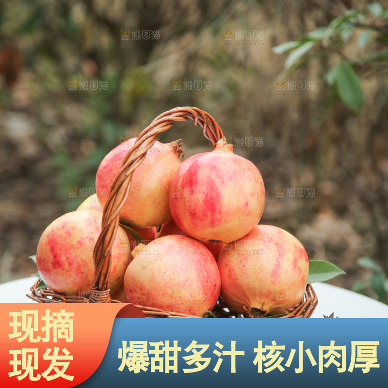 手里拿着突尼斯石榴