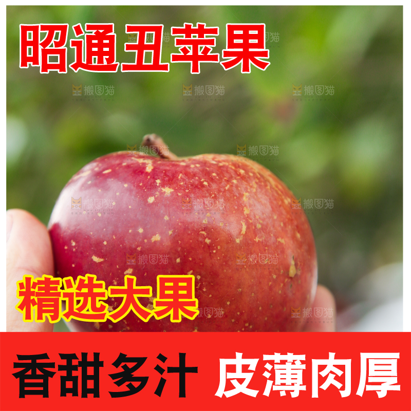 手里拿着昭通丑苹果