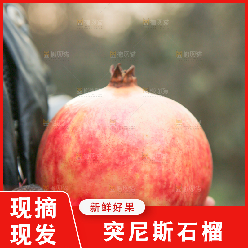 手里拿着突尼斯石榴