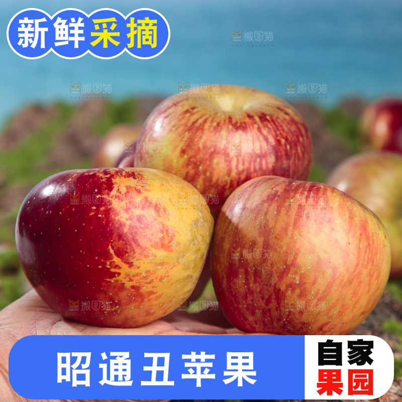 手里拿着昭通丑苹果