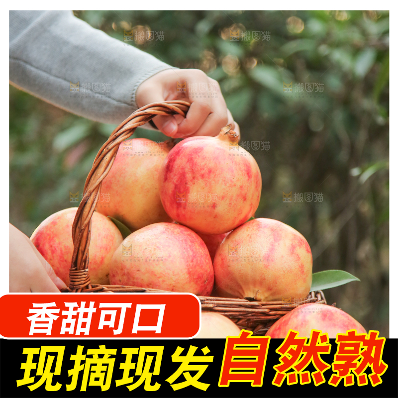 手里拿着突尼斯石榴
