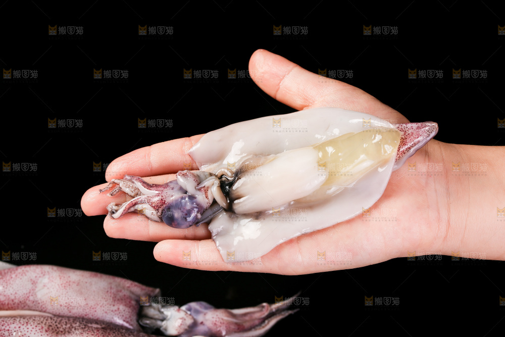 黑底上的海兔