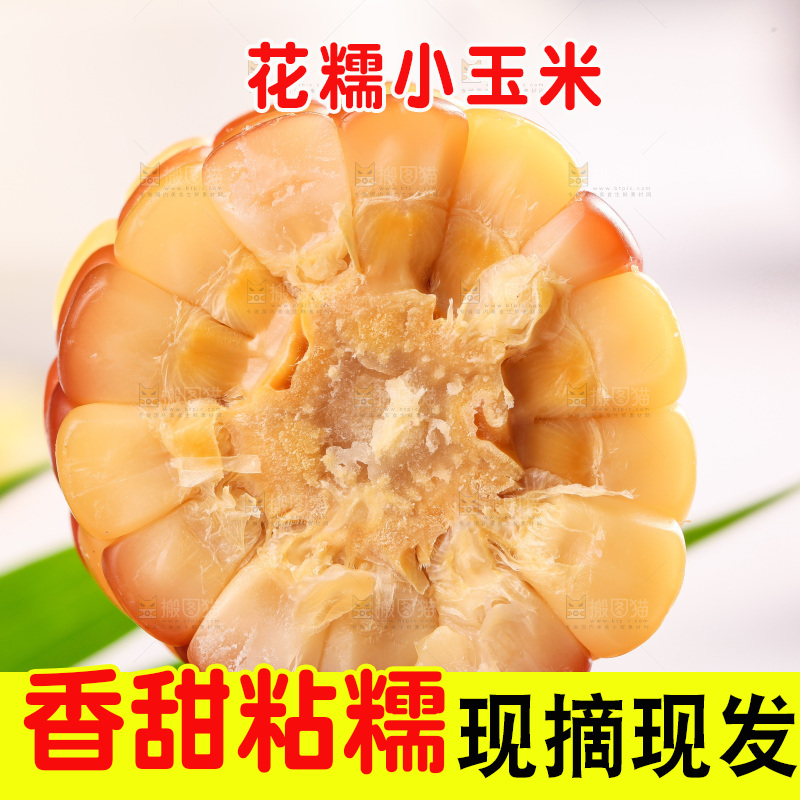 浅底上的小花糯玉米