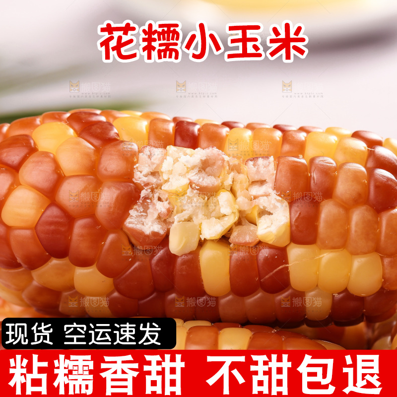 浅底上的小花糯玉米