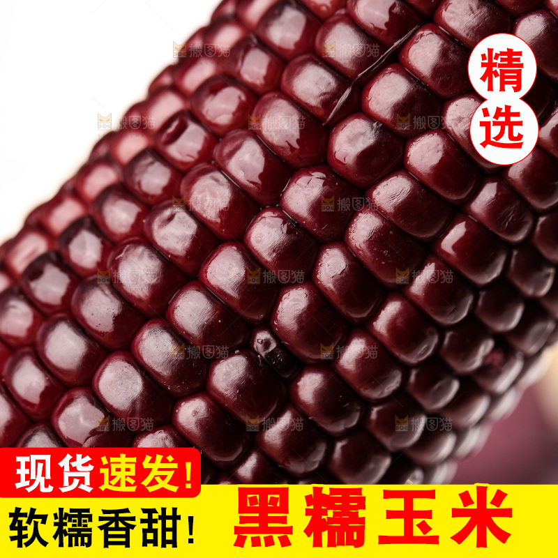 浅底上的黑糯玉米