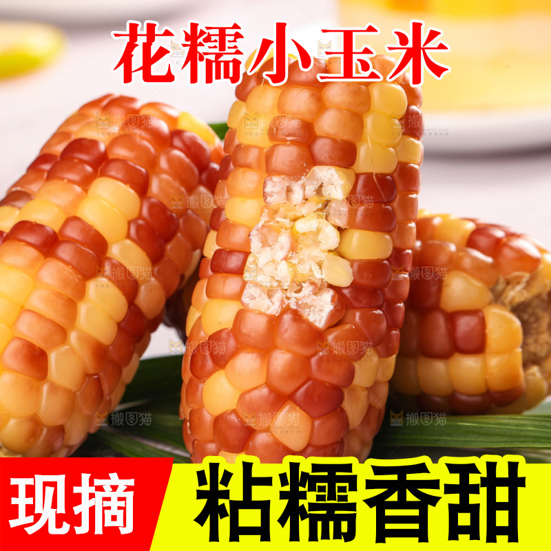 浅底上的小花糯玉米