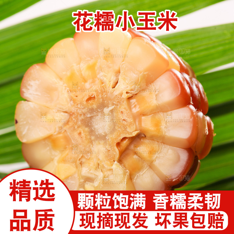 浅底上的小花糯玉米