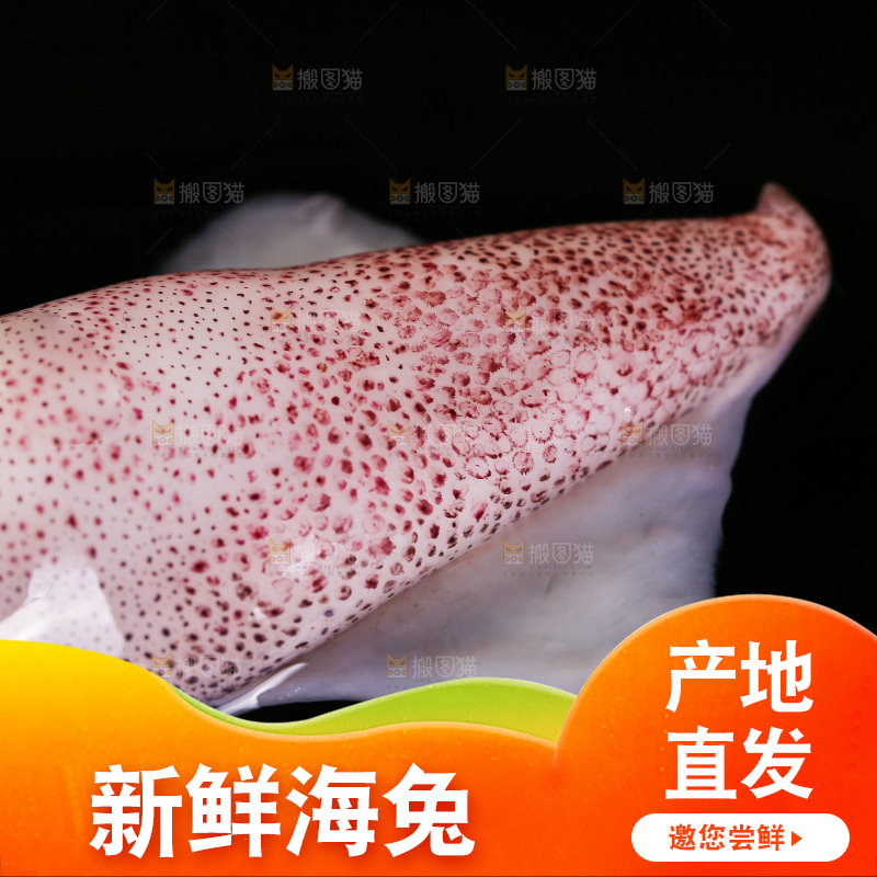 黑底上的海兔