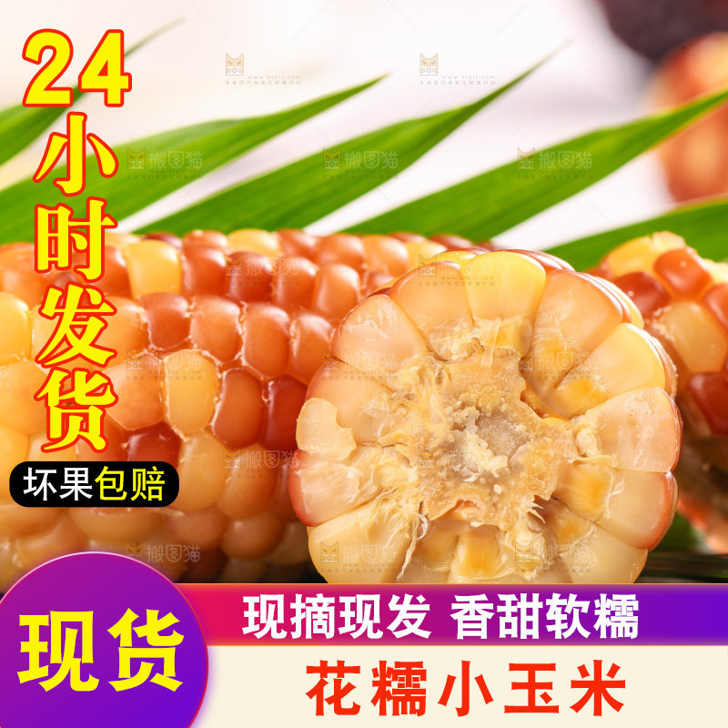 浅底上的小花糯玉米