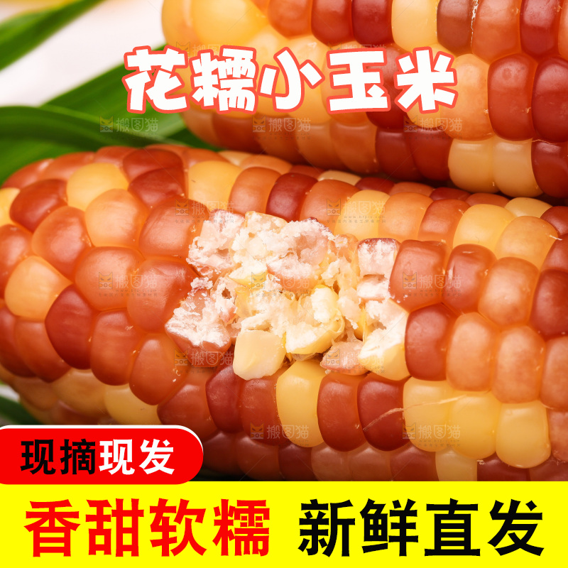 浅底上的小花糯玉米