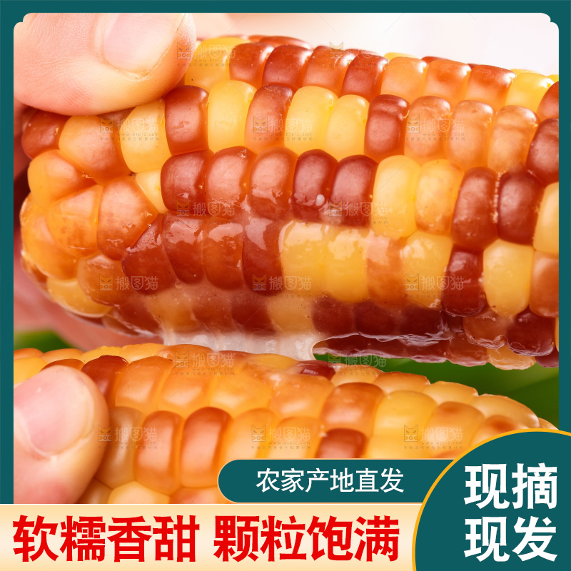 浅底上的小花糯玉米