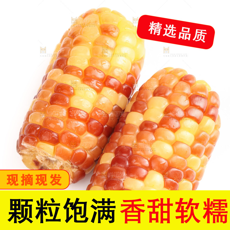 白底上的小花糯玉米
