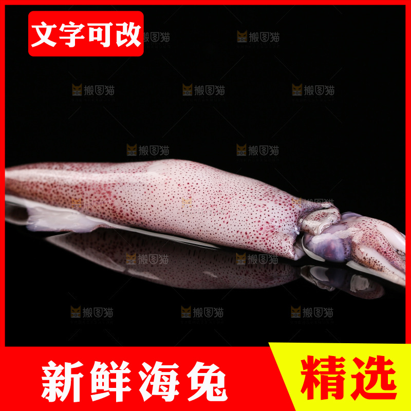 黑底上的海兔