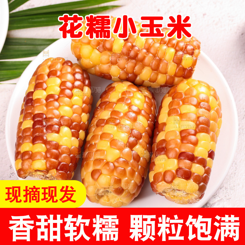 浅底上的小花糯玉米