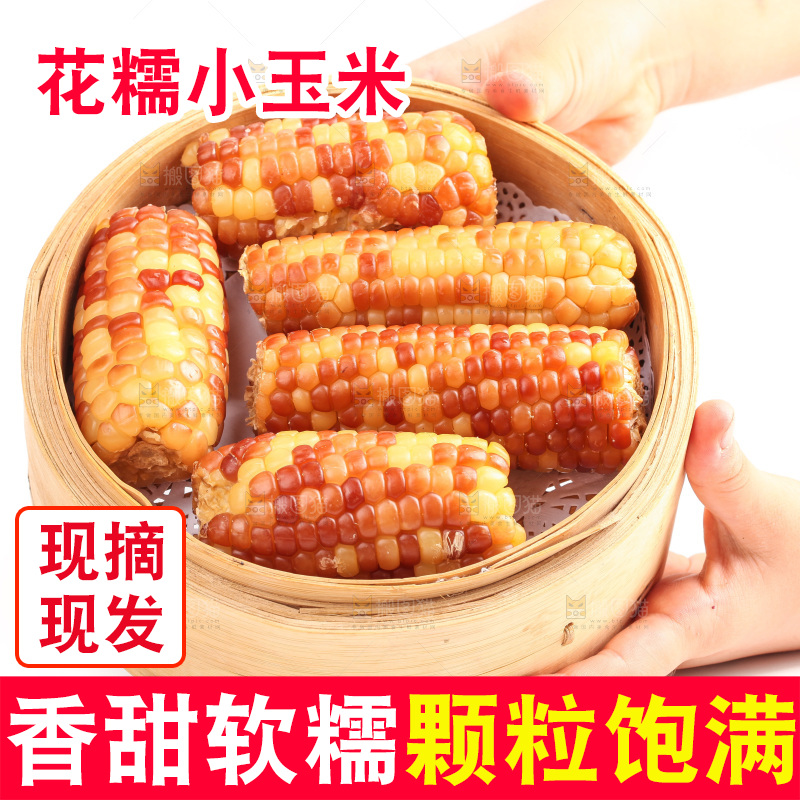 白底上的小花糯玉米