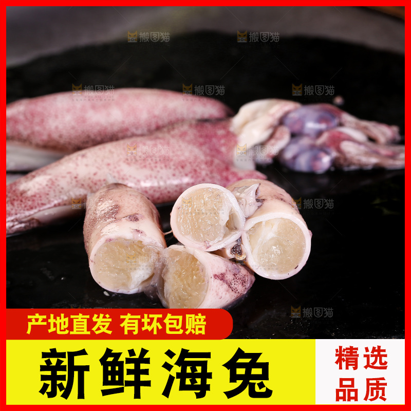 黑底上的海兔