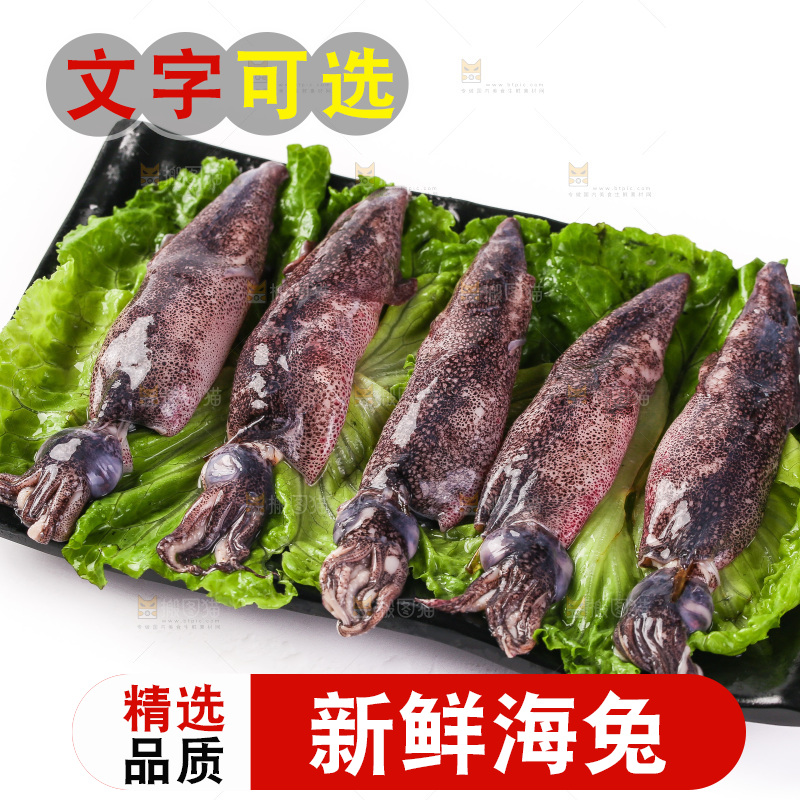 白底上的海兔