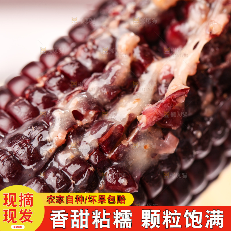 浅底上的黑糯玉米