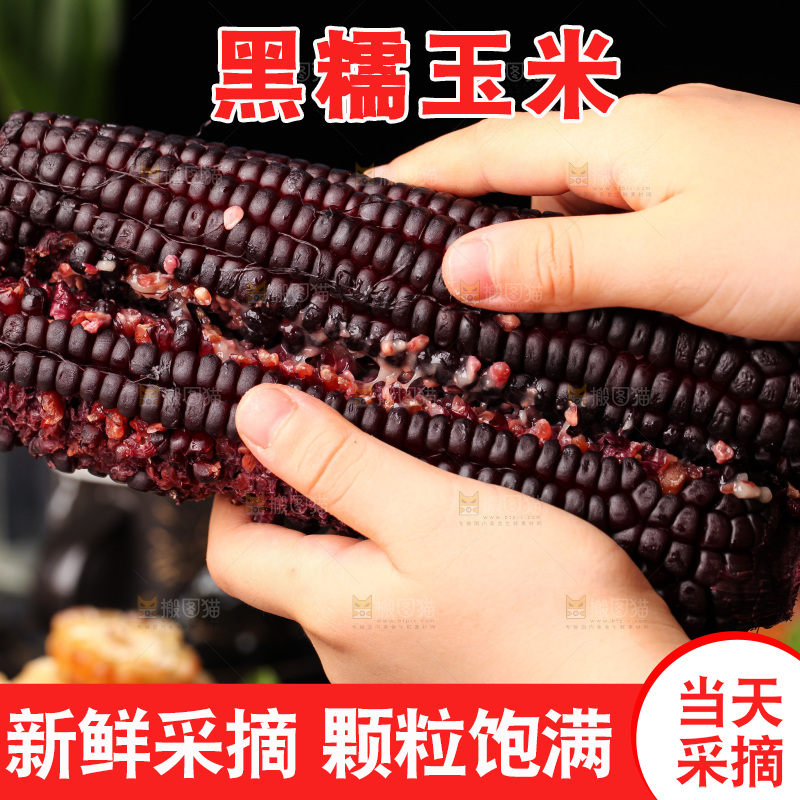 浅底上的黑糯玉米