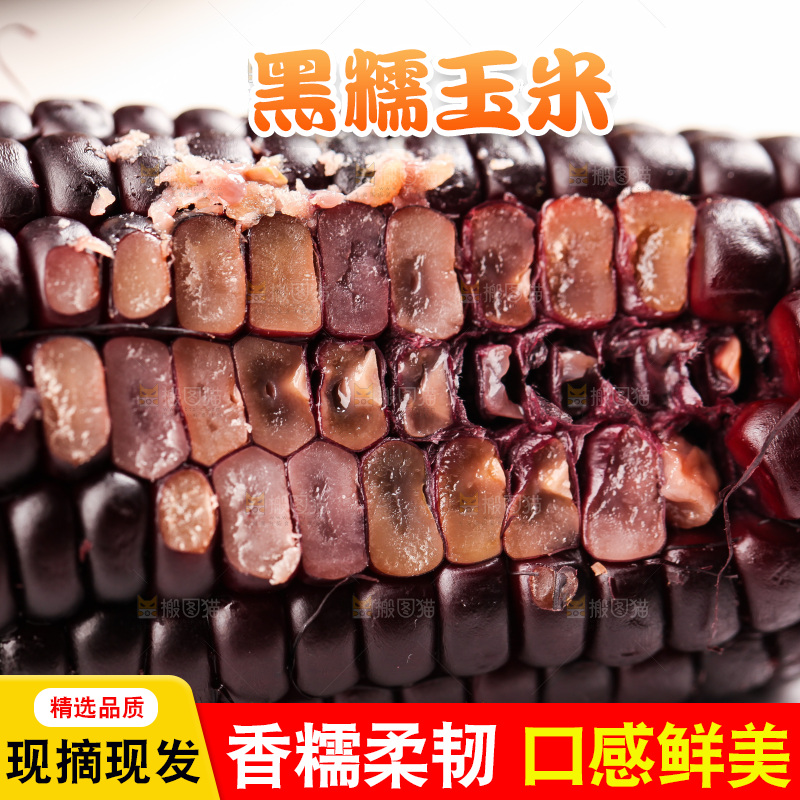 浅底上的黑糯玉米