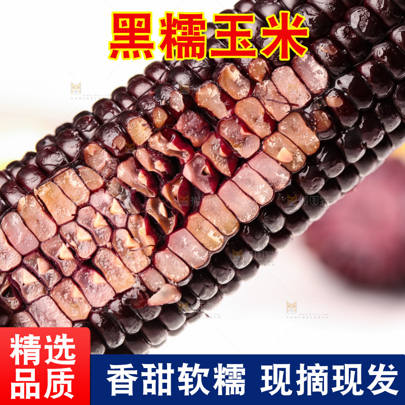 浅底上的黑糯玉米