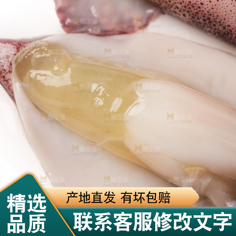 白底上的海兔