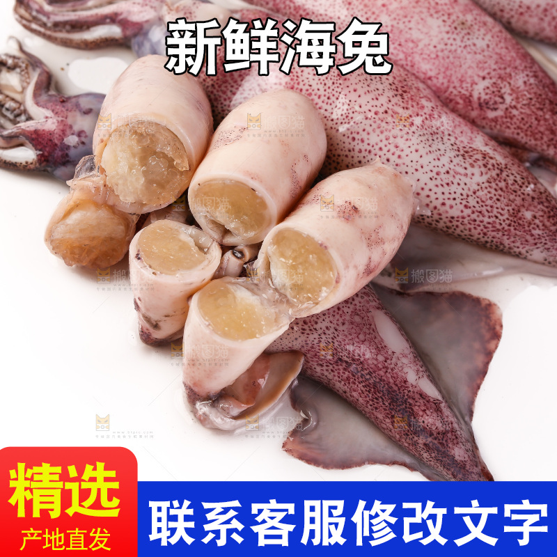 白底上的海兔