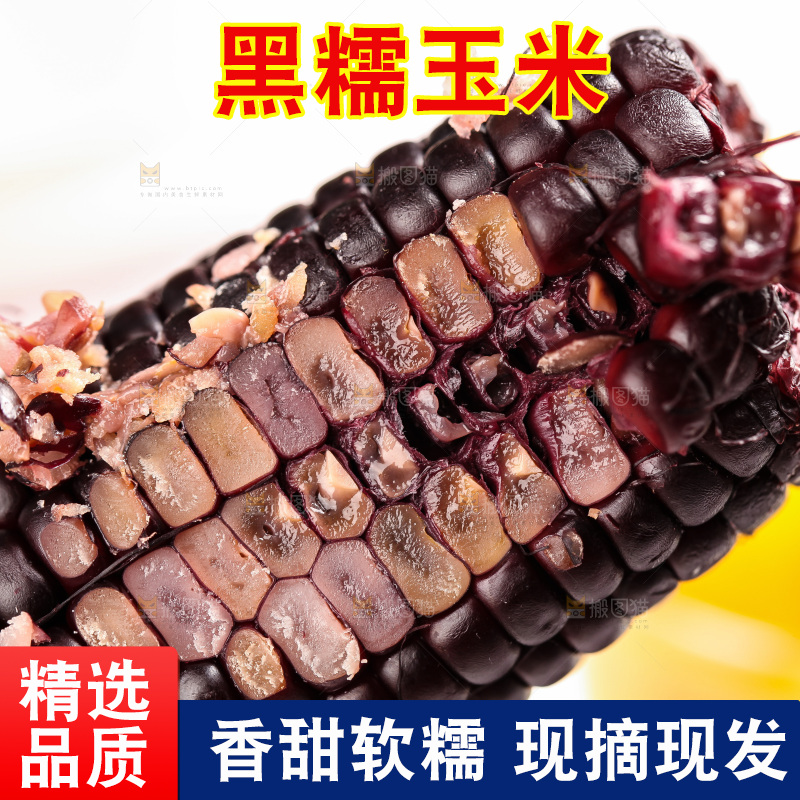 浅底上的黑糯玉米